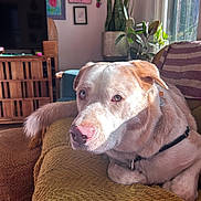 Frankie is registered to the contest to win money with this photo: dog, indoor, sunlight, blanket, couch, plant, window, furniture, home_decor, pet, resting, light, domestic_animal, living_room, portrait, canine, relaxation, fur, collar, daylight
