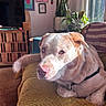 dog, indoor, sunlight, blanket, couch, plant, window, furniture, home_decor, pet, resting, light, domestic_animal, living_room, portrait, canine, relaxation, fur, collar, daylight
