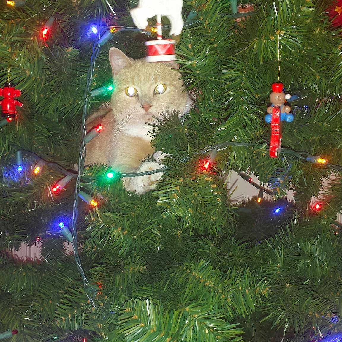 Ginger Lynn is registered to the contest to win money with this photo: