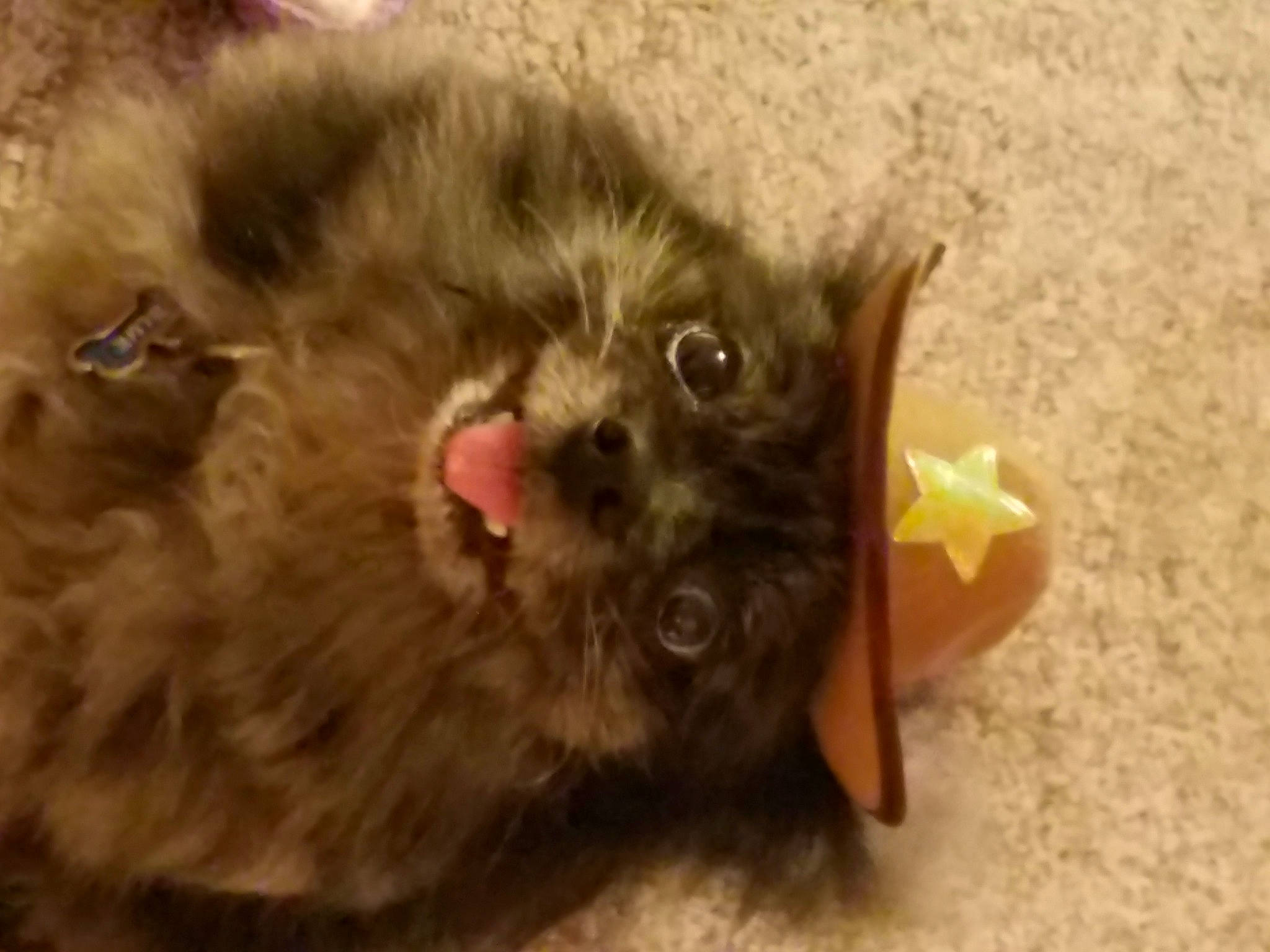 Blue is registered to the contest to win money with this photo: black_cat, canidae, carnivore, cat, claw, companion_dog, dog_breed, eye, fawn, felidae, fur, liver, paw, small_to_medium_sized_cats, tail, terrestrial_animal, vertebrate, whiskers