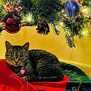 Khaos joined the competition — help win amazing prizes! cat, tabby_cat, christmas_tree, christmas_ornaments, tree_skirt, holiday_decor, pinecone, lights, festive, indoor, pet, feline, decorations, red, green, yellow_wall, relaxed, cozy, holiday_season, animal