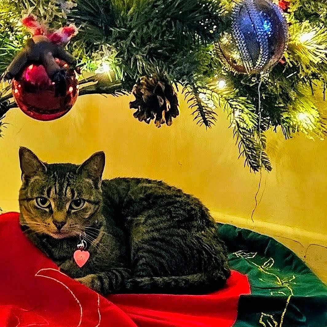 Khaos joined the competition — help win amazing prizes! cat, tabby_cat, christmas_tree, christmas_ornaments, tree_skirt, holiday_decor, pinecone, lights, festive, indoor, pet, feline, decorations, red, green, yellow_wall, relaxed, cozy, holiday_season, animal