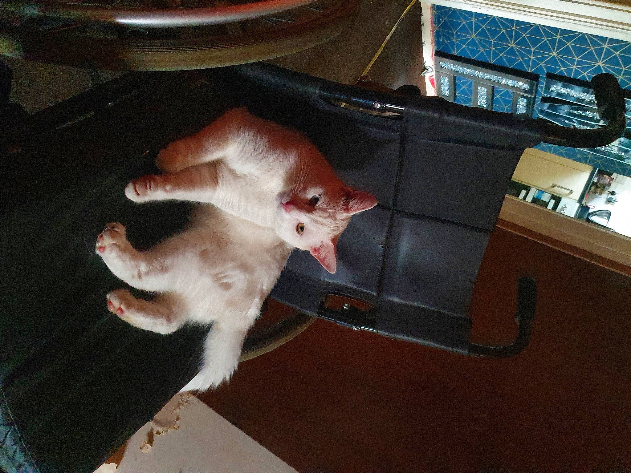 Jojo is registered to the contest to win money with this photo: canidae, carnivore, cat, claw, companion_dog, dog_breed, domestic_short_haired_cat, fawn, felidae, foot, fur, paw, pomeranian, small_to_medium_sized_cats, snout, sporting_group, tail, toy_dog, whiskers, wood