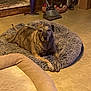 dog, pet_bed, floor, indoor, brindle, animal, relaxed, furniture, cleaning_tools, broom, dustpan, cardboard_box, trash_can, pet_toys, blanket, wood_paneling, door, cozy, home, resting