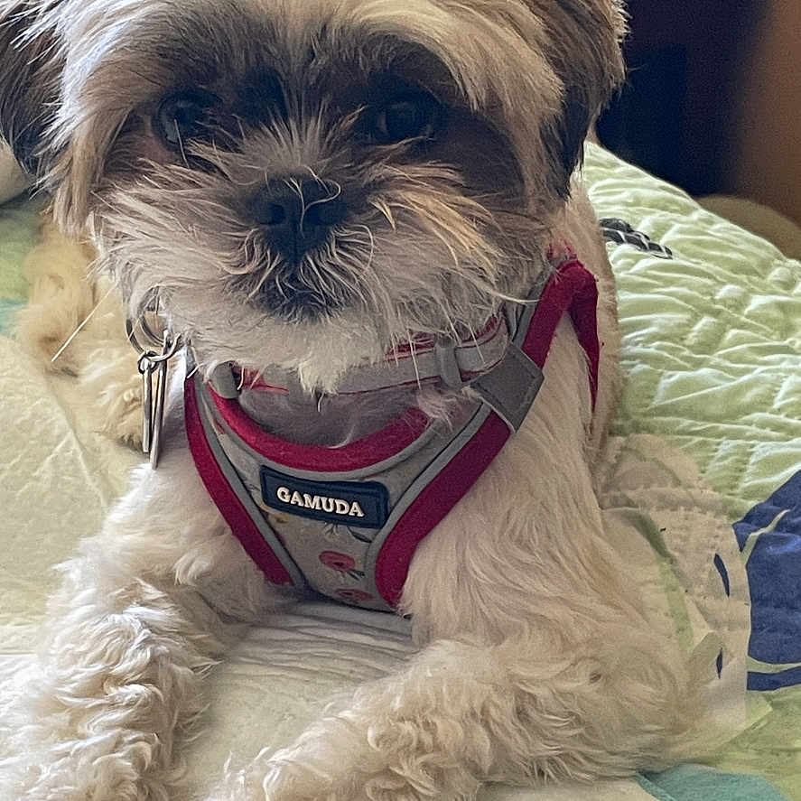 Lola joined the competition — help win amazing prizes! animal, bed, brown_fur, canine, close_up, companion, cute, dog, domestic_animal, fluffy, fur, harness, indoor, laying_down, pet, portrait, quilt, relaxed, small_dog, white_fur