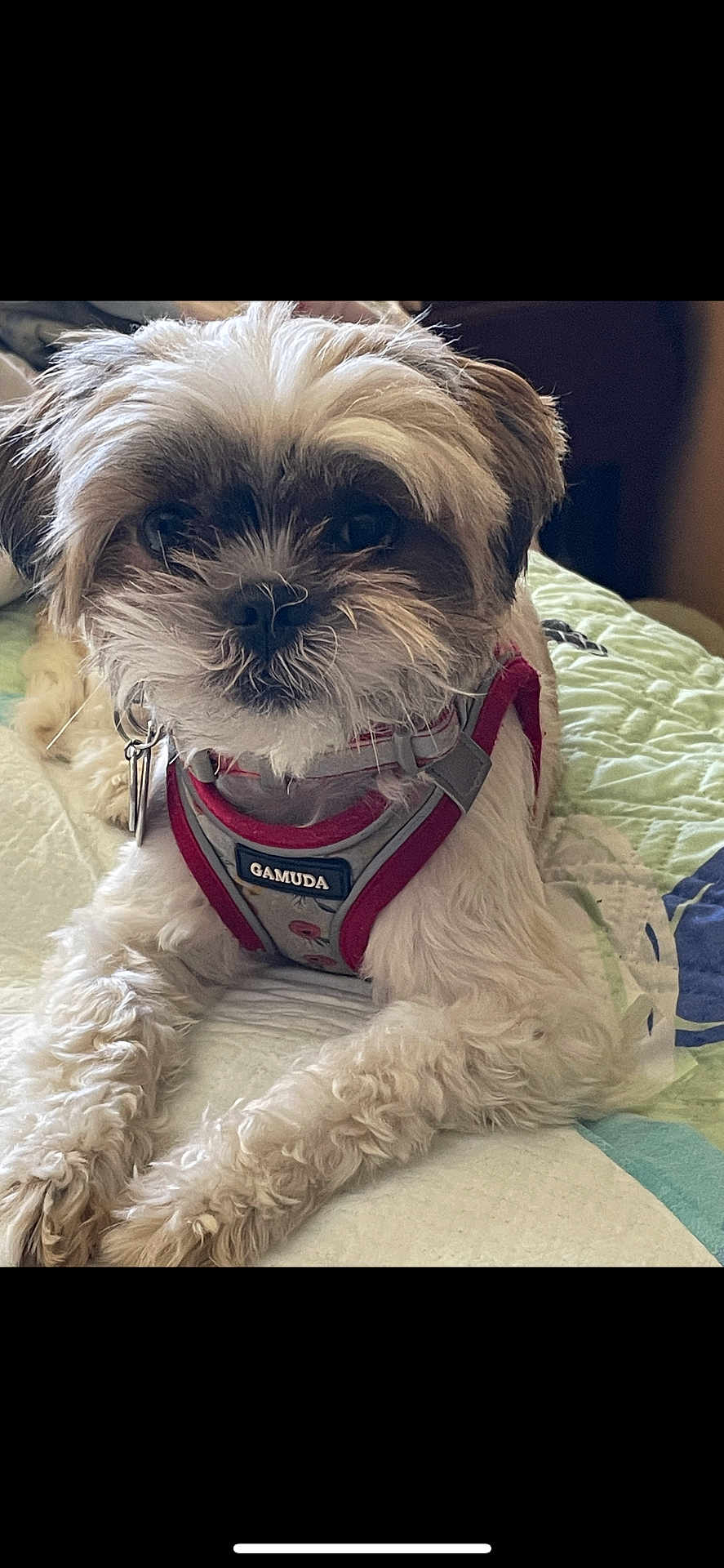 Lola joined the competition — help win amazing prizes! dog, pet, fur, harness, indoor, quilt, bed, cute, small_dog, white_fur, brown_fur, relaxed, animal, companion, laying_down, domestic_animal, canine, portrait, close_up, fluffy
