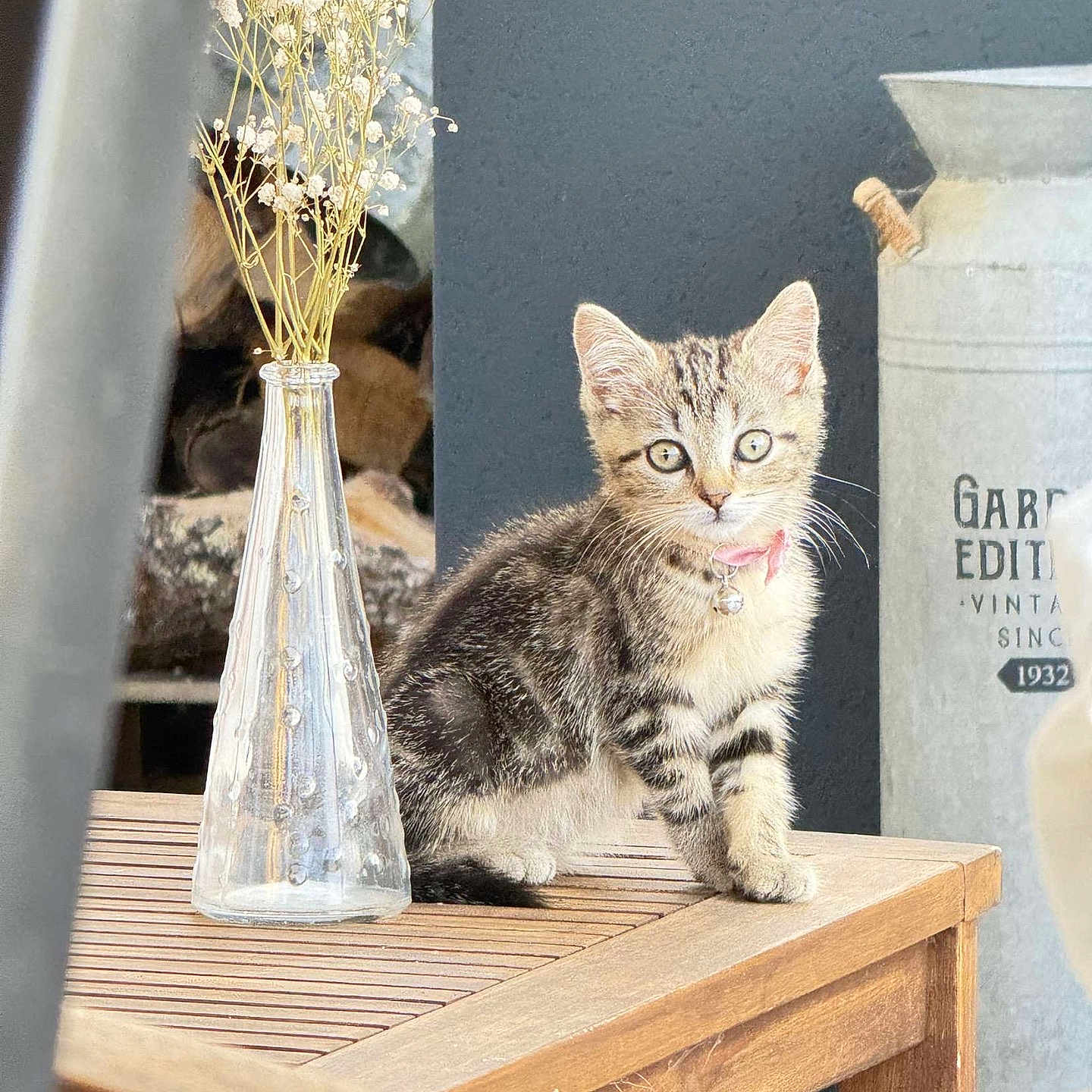 Akela a rejoint le concours — aidez-le/la à gagner de superbes lots ! kitten, cat, tabby, collar, bell, wooden_table, glass_vase, dried_flowers, indoor, decor, vintage_container, curious, pet, feline, small_animal, domestic_cat, tabletop, ornament, furniture, still_life