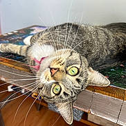 Kai is registered to the contest to win money with this photo: animal, cat, closeup, curious, domestic_cat, ears, eyes, feline, fur, green_eyes, indoor, laying_down, nose, pet, puzzle, tabby, table, upside_down, whiskers, wooden_table