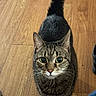 cat, tabby, pet, animal, feline, looking_up, floor, wooden_floor, indoor, whiskers, ears, tail, curious, cute, domestic, mammal, fur, close_up, portrait, small_animal