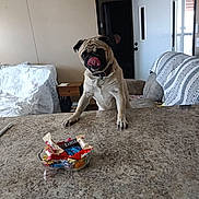 Peanut joined the competition — help win amazing prizes! animal, bowl, candy, collar, couch, counter, curious, cute, dog, door, furniture, home, indoor, light, pet, pug, table, tongue, waiting, wall