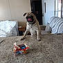 animal, bowl, candy, collar, couch, counter, curious, cute, dog, door, furniture, home, indoor, light, pet, pug, table, tongue, waiting, wall