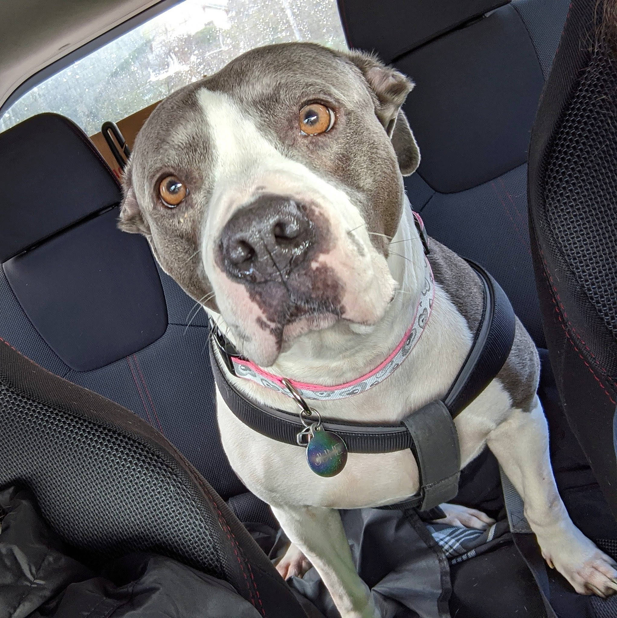 June is registered to the contest to win money with this photo: auto_part, automotive_mirror, canidae, car, carnivore, collar, companion_dog, dog, dog_breed, dog_collar, family_car, fawn, leash, non_sporting_group, snout, sporting_group, vehicle, whiskers, windshield, working_animal