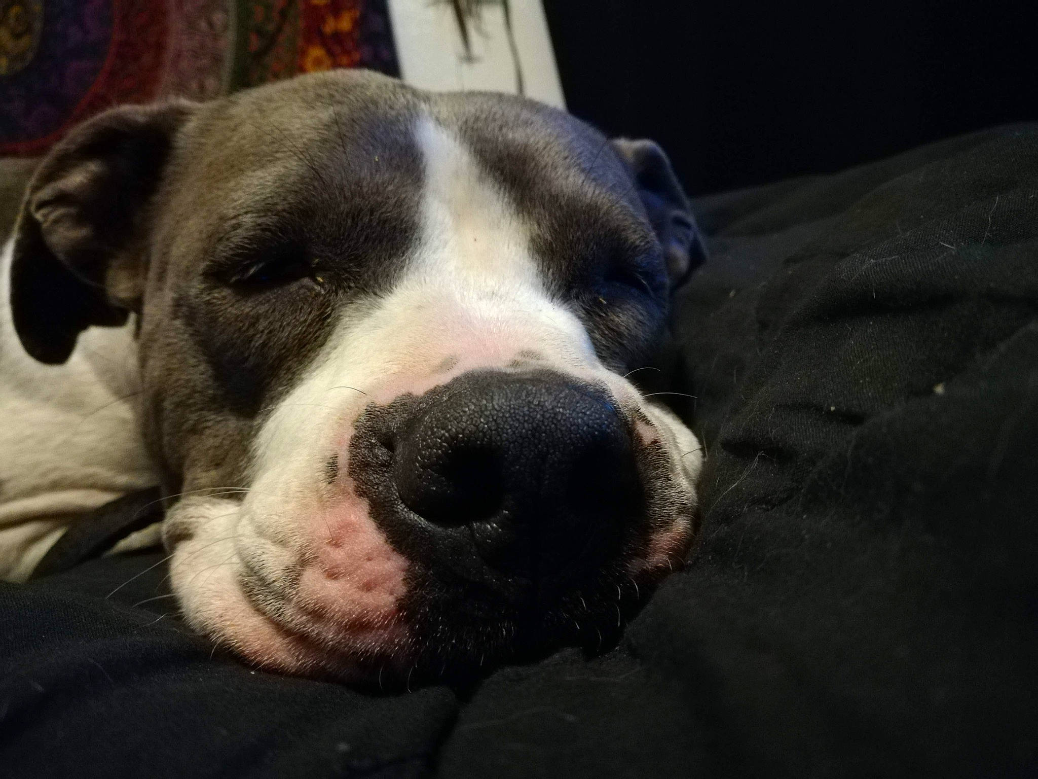 June is registered to the contest to win money with this photo: canidae, carnivore, companion_dog, dog, dog_breed, eye, fawn, flesh, fur, herbaceous_plant, metal, non_sporting_group, sporting_group, terrestrial_animal, whiskers, working_animal