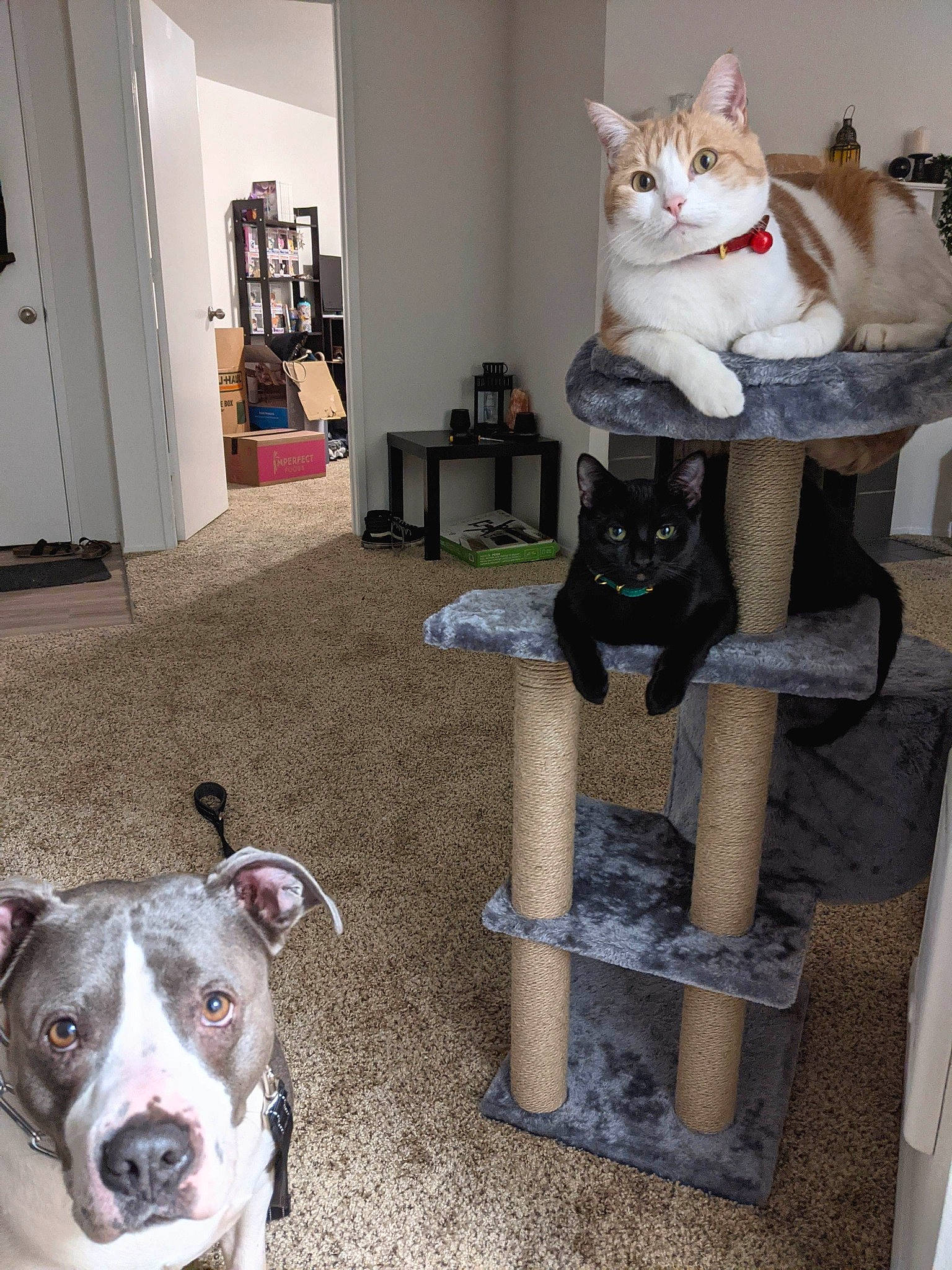 June is registered to the contest to win money with this photo: carnivore, cat, cat_supply, companion_dog, dog, domestic_short_haired_cat, fawn, felidae, flooring, fur, grey, hardwood, pet_supply, shelf, small_to_medium_sized_cats, tail, whiskers, white, wood, working_animal