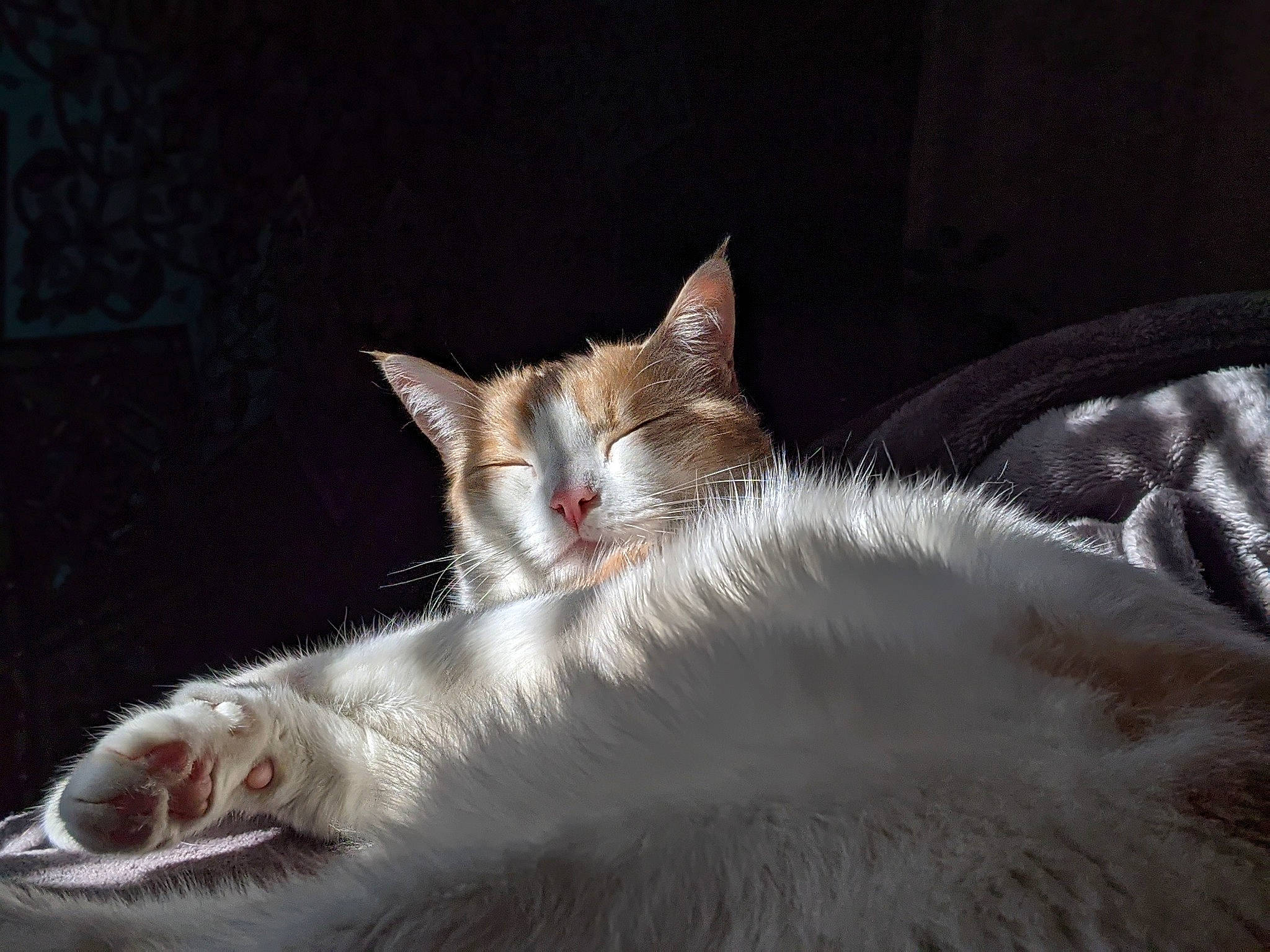 Tyrion is registered to the contest to win money with this photo: bed, carnivore, cat, claw, comfort, domestic_short_haired_cat, eye, fang, felidae, fur, nap, paw, sleep, small_to_medium_sized_cats, snout, tail, terrestrial_animal, whiskers, yawn