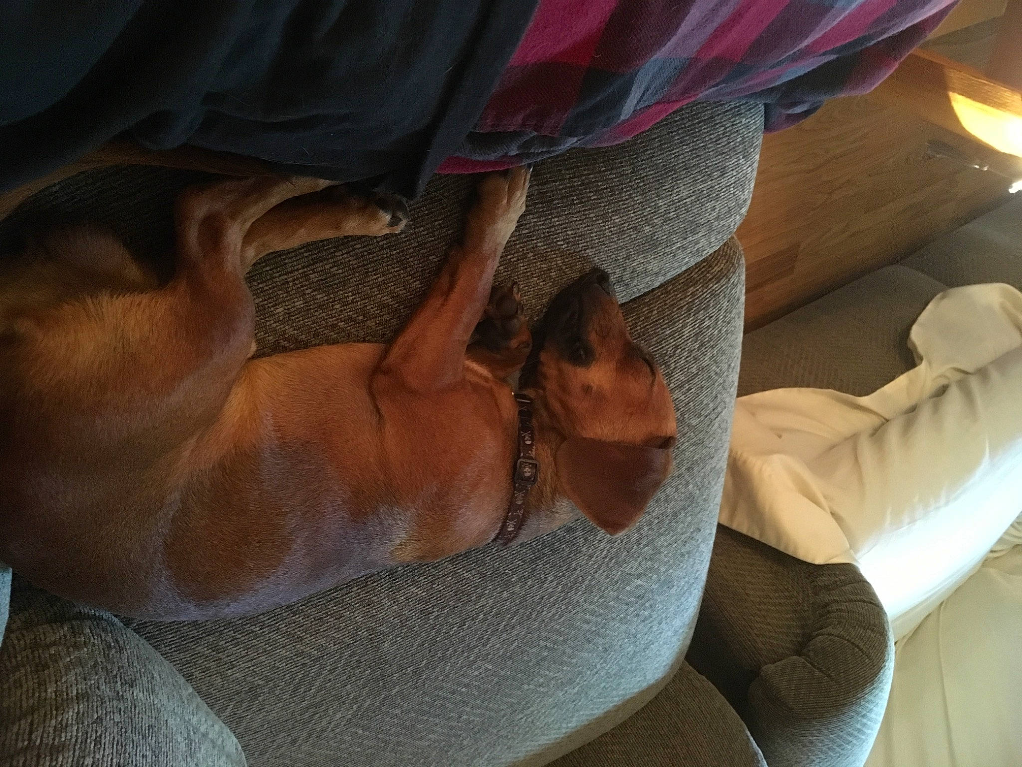 Luke joined the competition — help win amazing prizes! abdomen, carnivore, chest, comfort, companion_dog, dog, elbow, finger, foot, gesture, human_leg, knee, linens, mammal, nail, thigh, thumb, trunk, wrinkle, wrist