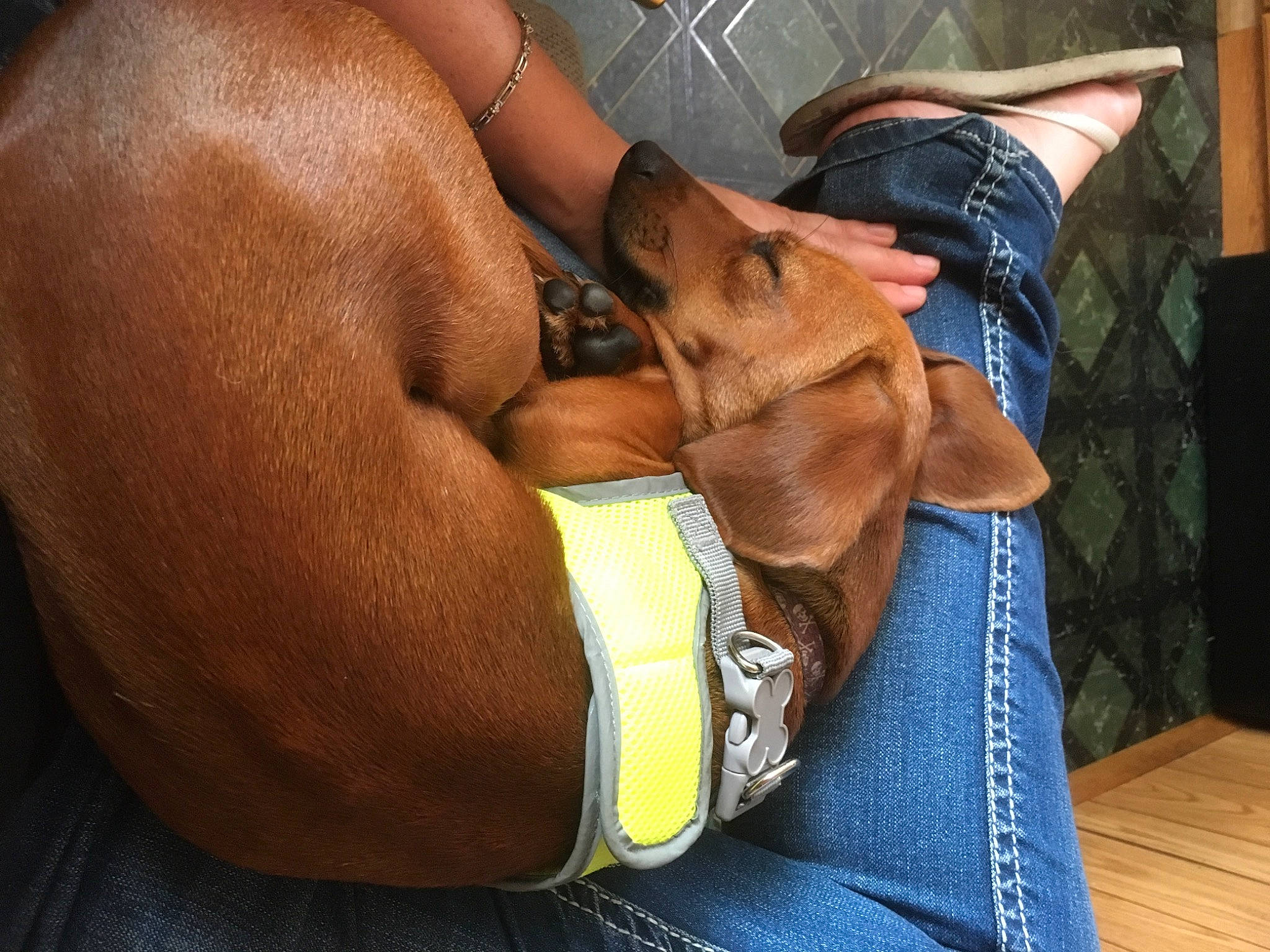 Luke is registered to the contest to win money with this photo: carnivore, chest, collar, comfort, companion_dog, dog, dog_breed, elbow, fashion_accessory, fawn, foot, gesture, human_leg, knee, leg, nail, snout, sporting_group, thigh, wrist