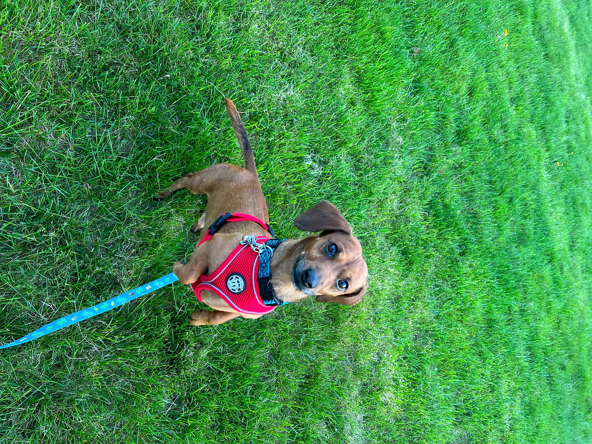 Luke joined the competition — help win amazing prizes! carnivore, collar, companion_dog, dog, dog_breed, dog_collar, dog_supply, fawn, grass, grass_family, groundcover, lawn, leash, pet_supply, plant, shrub, sporting_group, tail, toy, working_animal