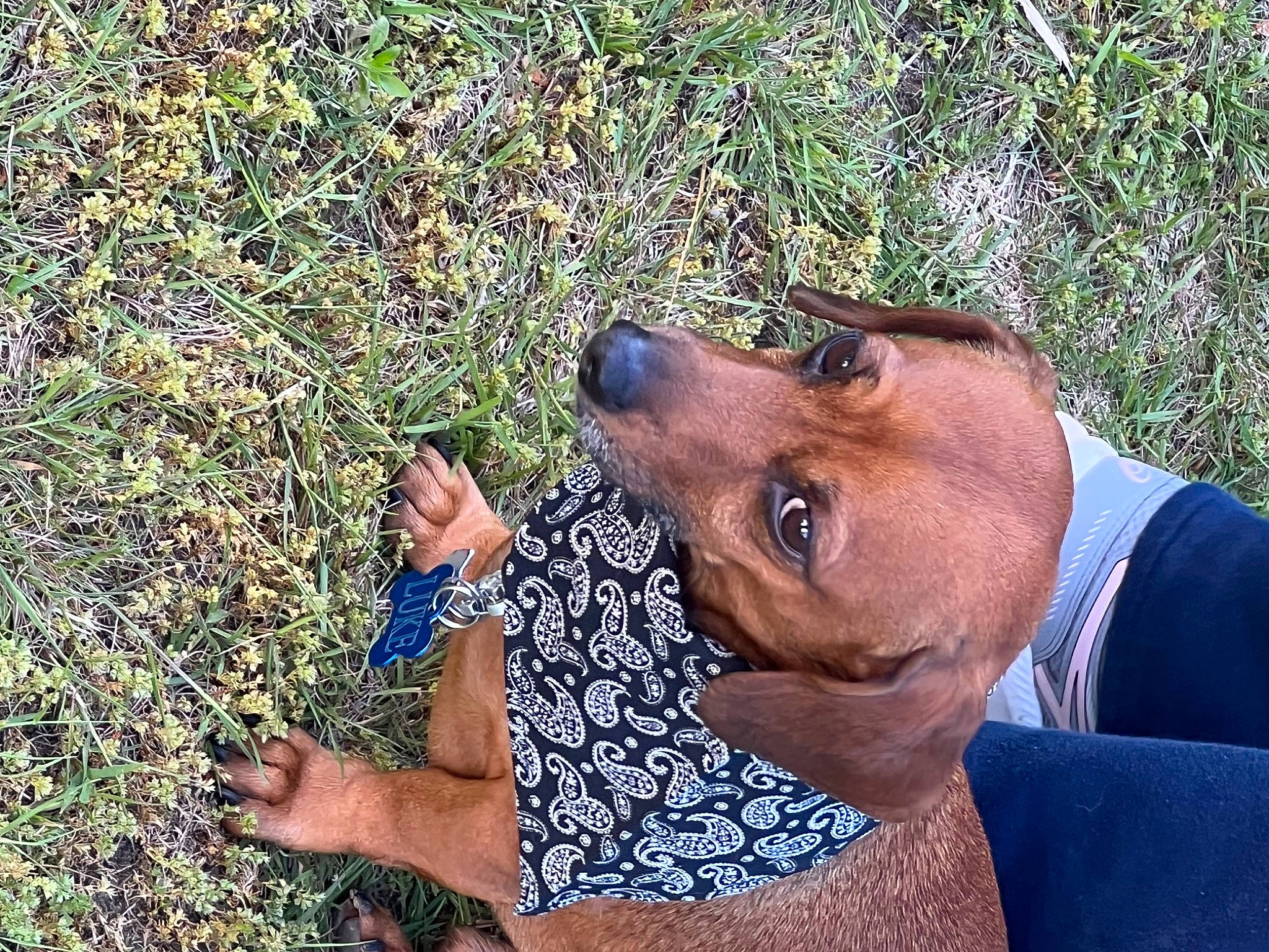 Luke is registered to the contest to win money with this photo: canidae, carnivore, collar, companion_dog, dog, dog_breed, ear, fawn, gesture, grass, happy, liver, people_in_nature, smile, snout, sporting_group, sunglasses, terrestrial_animal, thumb, working_animal