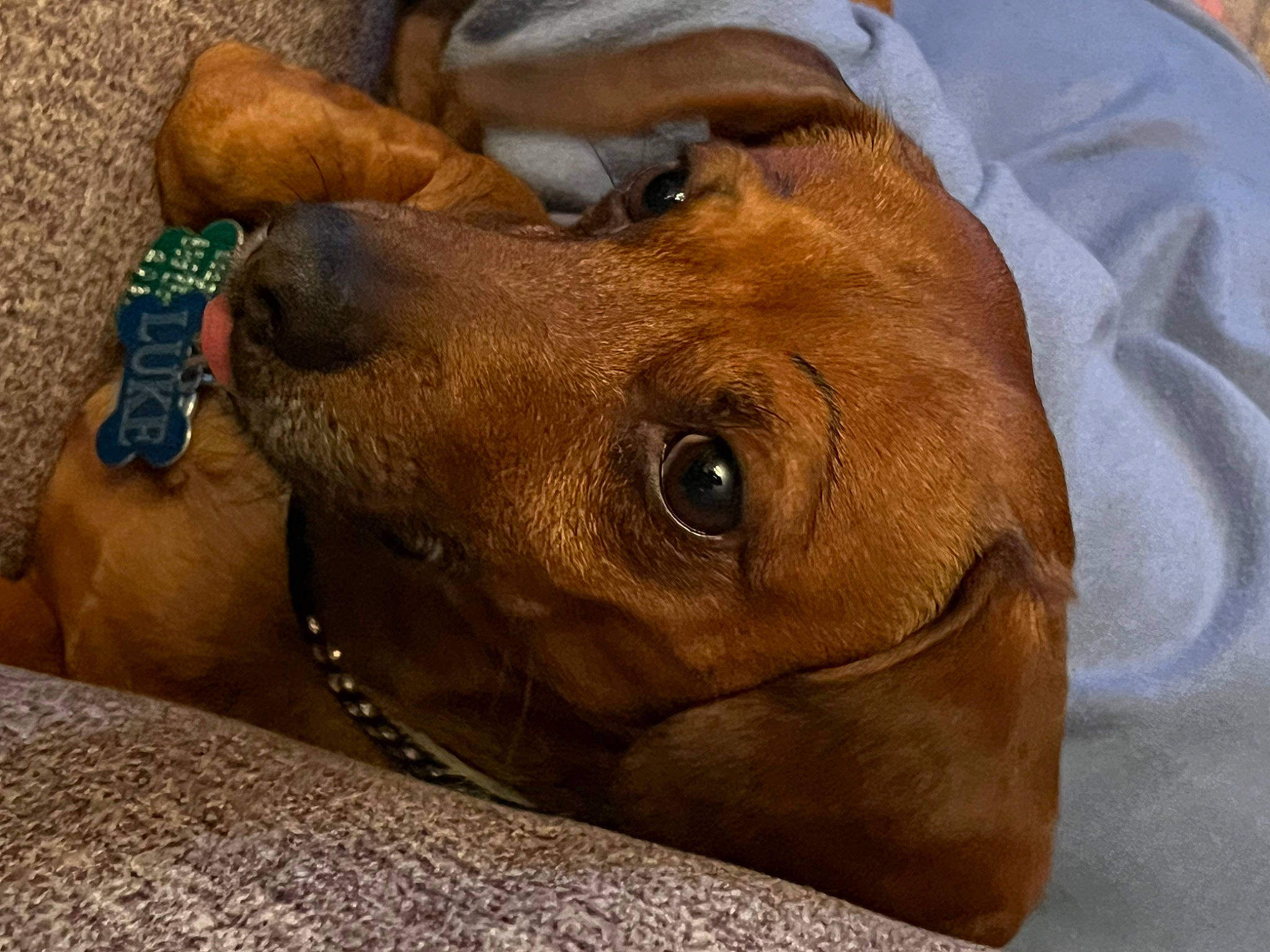 Luke joined the competition — help win amazing prizes! canidae, carnivore, collar, companion_dog, dog, dog_breed, dog_supply, ear, fawn, fur, hunting_dog, liver, non_sporting_group, pet_supply, snout, sporting_group, terrestrial_animal, whiskers, working_animal, wrinkle