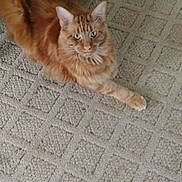 Simba joined the competition — help win amazing prizes! animal, carpet, cat, cute, domestic, ears, eyes, feline, floor, fur, ginger_cat, home, indoor, mammal, paw, pet, relaxed, resting, texture, whiskers