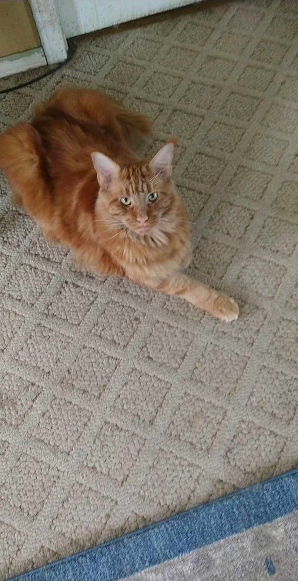 Simba
