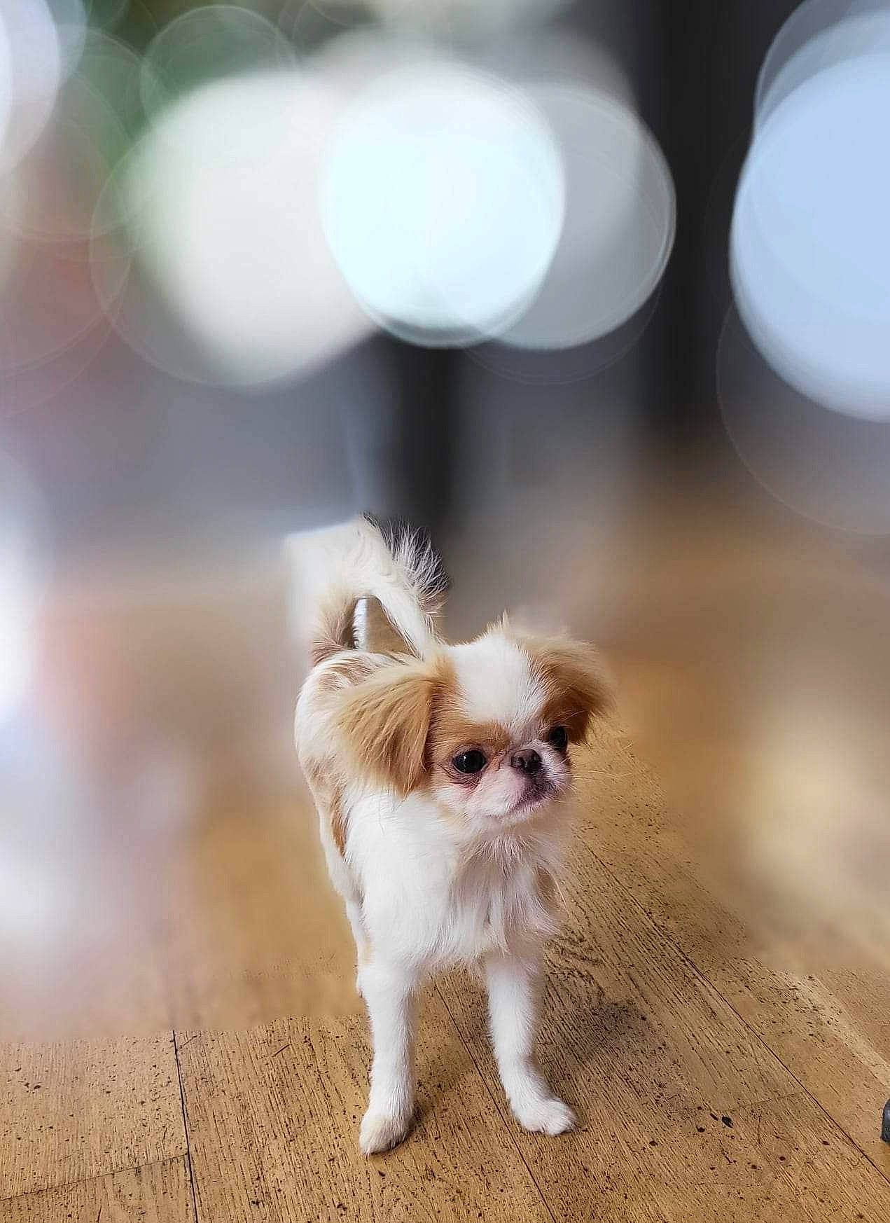 Tabata a rejoint le concours — aidez-le/la à gagner de superbes lots ! canidae, carnivore, companion_dog, dog, dog_breed, fawn, flooring, fur, japanese_chin, liver, non_sporting_group, papillon, small_terrier, sporting_group, tail, terrestrial_animal, terrier, tibetan_spaniel, toy_dog, wood