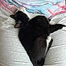 Mavis joined the competition — help win amazing prizes! cat, kitten, sleeping, black_and_white, lap, person, gray_pants, tie_dye, blanket, cozy, resting, fur, whiskers, indoor, soft, cute, pet, animal, relax, comfort