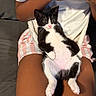 Mavis joined the competition — help win amazing prizes! kitten, cat, tuxedo_cat, pet, lap, person, hand, white_shirt, striped_shorts, indoor, feline, relaxed, cute, pink_nose, whiskers, legs, fur, domestic_animal, animal, resting