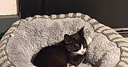 Mavis joined the competition — help win amazing prizes! kitten, cat, sleeping, pet_bed, cozy, indoor, black_and_white, fur, resting, cute, animal, small, domestic, feline, soft, comfort, paw, nose, whiskers, door
