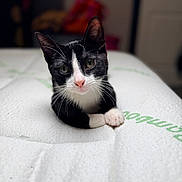 Mavis is registered to the contest to win money with this photo: cat, kitten, black_and_white, tuxedo_cat, indoor, mattress, paw, close_up, pet, animal, cute, fur, whiskers, relaxed, lying_down, portrait, small, young, domestic_cat, curious