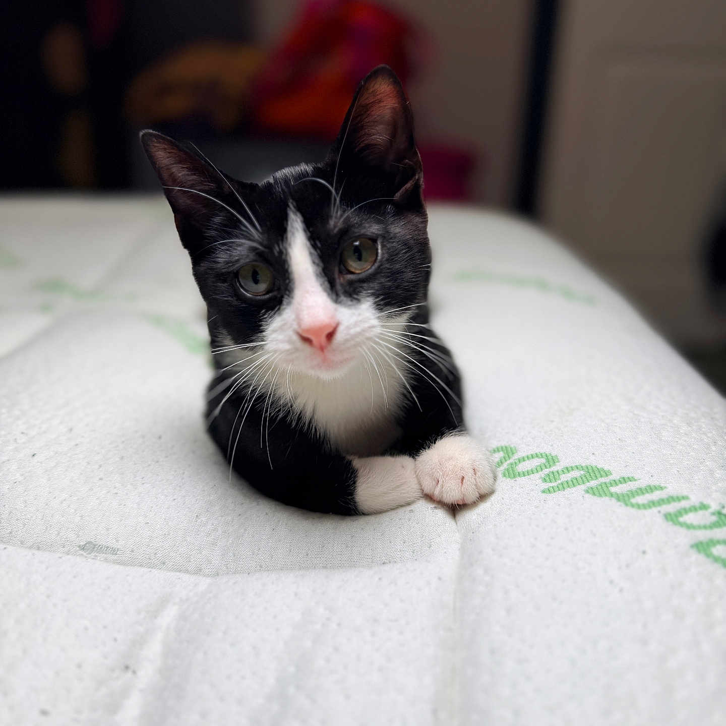Mavis is registered to the contest to win money with this photo: cat, kitten, black_and_white, tuxedo_cat, indoor, mattress, paw, close_up, pet, animal, cute, fur, whiskers, relaxed, lying_down, portrait, small, young, domestic_cat, curious
