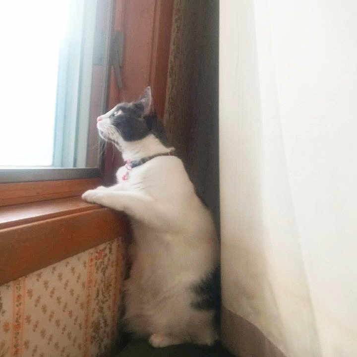 Persphonie is registered to the contest to win money with this photo: animal, cat, collar, cozy, curious, curtain, domestic, feline, home, indoor, light, looking_out, pet, quiet, side_view, soft_light, standing, wallpaper, window, windowsill