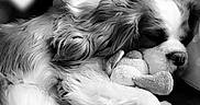 Jojolinette a rejoint le concours — aidez-le/la à gagner de superbes lots ! dog, sleeping, plush_toy, stuffed_bear, couch, black_and_white, heart_bokeh, cozy, resting, pet, fur, cute, indoor, animal, relaxing, soft, companion, calm, adorable, home