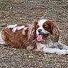 Jojolinette a rejoint le concours — aidez-le/la à gagner de superbes lots ! dog, cavalier_king_charles_spaniel, animal, pet, outdoor, grass, leaves, tongue_out, lying_down, brown_and_white, canine, nature, happy, fur, ears, muzzle, relaxed, daylight, ground, tongue