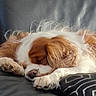 Jojolinette a rejoint le concours — aidez-le/la à gagner de superbes lots ! dog, sleeping, couch, brown_and_white, fur, pet, domestic_animal, relaxing, indoors, paw, nose, curled_up, cozy, rest, canine, animal, home, cute, companion, fur_texture