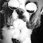 Jojolinette a rejoint le concours — aidez-le/la à gagner de superbes lots ! dog, sunglasses, black_and_white, portrait, close_up, cool, hipster, reflection, city_skyline, fur, cute, pet, animal, fashion, tie, fluffy, indoors, face, muzzle, nostrils