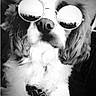 dog, sunglasses, black_and_white, portrait, close_up, cool, hipster, reflection, city_skyline, fur, cute, pet, animal, fashion, tie, fluffy, indoors, face, muzzle, nostrils