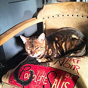 Lola a rejoint le concours — aidez-le/la à gagner de superbes lots ! abyssinian, animal, architecture, armchair, bag, box, building, cat, chair, couch, cushion, furniture, homedecor, indoors, interiordesign, kitten, livingroom, person, pet, room