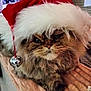 animal, bell, brown, cat, christmas, closeup, cozy, cute, face, festive, fluffy, fur, grumpy, holiday, indoor, pet, relaxed, santa_hat, texture, whiskers