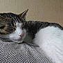 cat, sleeping, tabby, white_fur, paw, blanket, cozy, indoor, resting, fur, whiskers, closeup, nap, cute, pet, animal, relaxation, texture, soft, peaceful