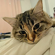 Reyna a rejoint le concours — aidez-le/la à gagner de superbes lots ! cat, tabby_cat, close_up, resting, sleepy, indoor, blanket, soft, furry, pet, animal, face, whiskers, ears, fur, cute, domestic_cat, relaxed, bedroom, cozy