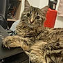 Reyna participe au concours pour gagner de l'argent avec cette photo : cat, tabby, fluffy, indoor, laptop, desk, curious, pet, feline, relaxed, closeup, brown, striped, whiskers, paws, eyes, fur, household, thermos, shelf
