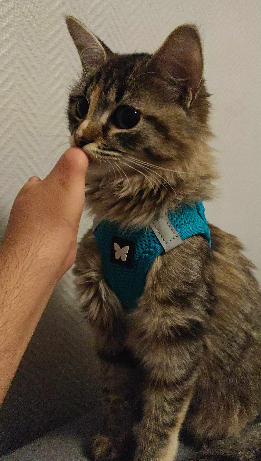 Reyna participe au concours pour gagner de l'argent avec cette photo : cat, tabby, feline, pet, animal, fur, whiskers, ears, blue_harness, human_hand, finger, indoor, curious, sitting, closeup, texture, wall, domestic_cat, cute, side_view