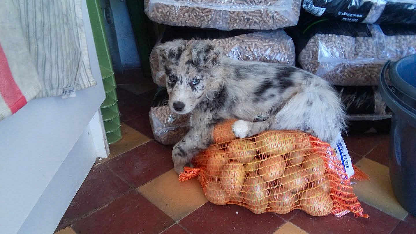 Charlie participe au concours pour gagner de l'argent avec cette photo : puppy, dog, indoor, potatoes, mesh_sack, floor_tiles, blue_eyes, curious, stacked_bags, household, pet, animal, fur, speckled, resting, looking, container, tile_floor, domestic, cute