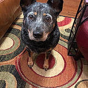 Sheila joined the competition — help win amazing prizes! animal, brown_furniture, canine, carpet, companion, curious, dog, domestic_animal, ears, eyes, fur, home, indoor, looking_up, patterned_rug, paws, pet, quiet, sitting, wood_floor