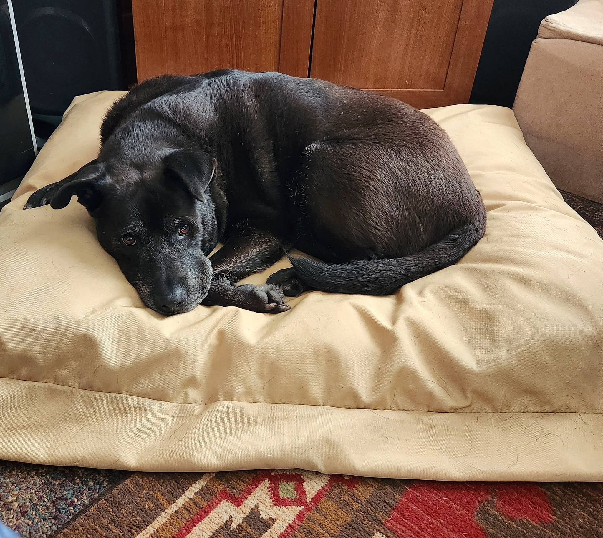 Lasalle joined the competition — help win amazing prizes! borador, canidae, carnivore, comfort, companion_dog, couch, dog, dog_breed, dog_supply, fawn, fur, furniture, guard_dog, pet_supply, snout, sporting_group, tail, terrestrial_animal, whiskers, working_animal