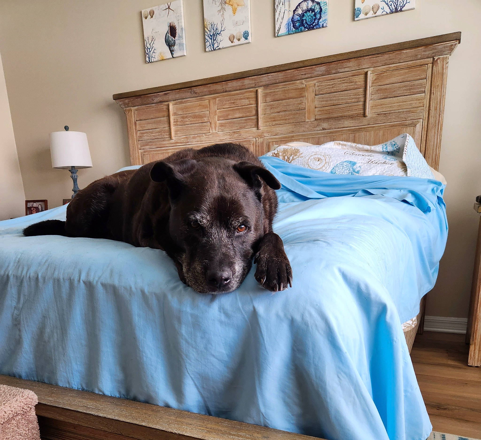 Lasalle is registered to the contest to win money with this photo: blue, canidae, carnivore, comfort, companion_dog, dog, dog_breed, duvet, fawn, floor, flooring, fur, hardwood, linens, liver, picture_frame, room, sporting_group, wood, working_animal