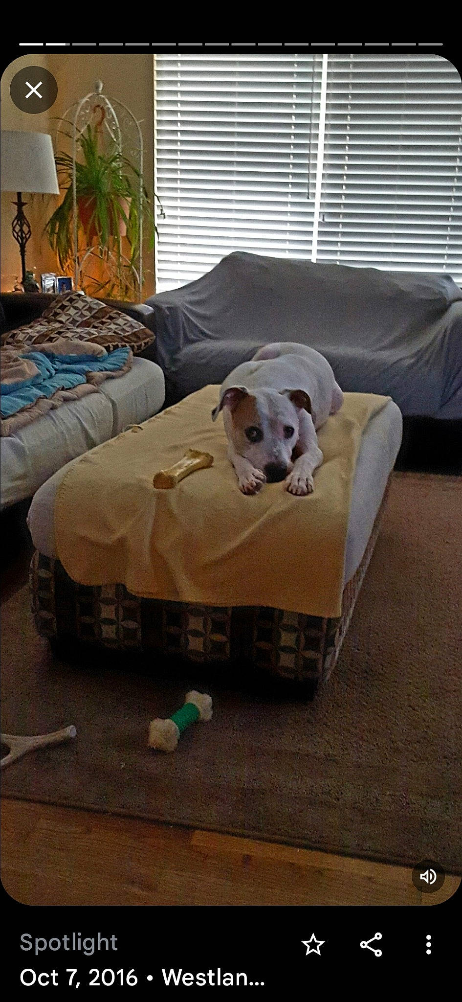 Casper joined the competition — help win amazing prizes! carnivore, comfort, companion_dog, couch, dog, dog_breed, dog_supply, fawn, floor, flooring, furniture, grey, hardwood, interior_design, living_room, shade, studio_couch, window_blind, wood, working_animal