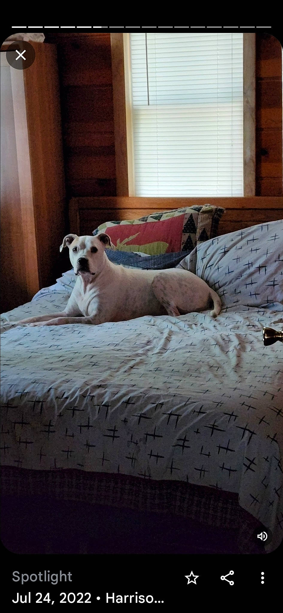 Casper joined the competition — help win amazing prizes! bedding, canidae, carnivore, comfort, companion_dog, dog, dog_breed, fawn, floor, flooring, grey, hardwood, interior_design, linens, room, snout, sporting_group, wall, wood, working_animal